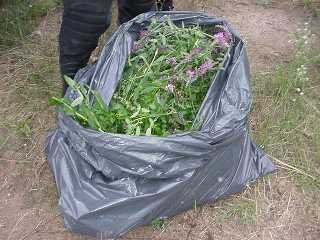 Plastic bag with green branches/leaves and purple flowers someon's legs behind covered in protective gear